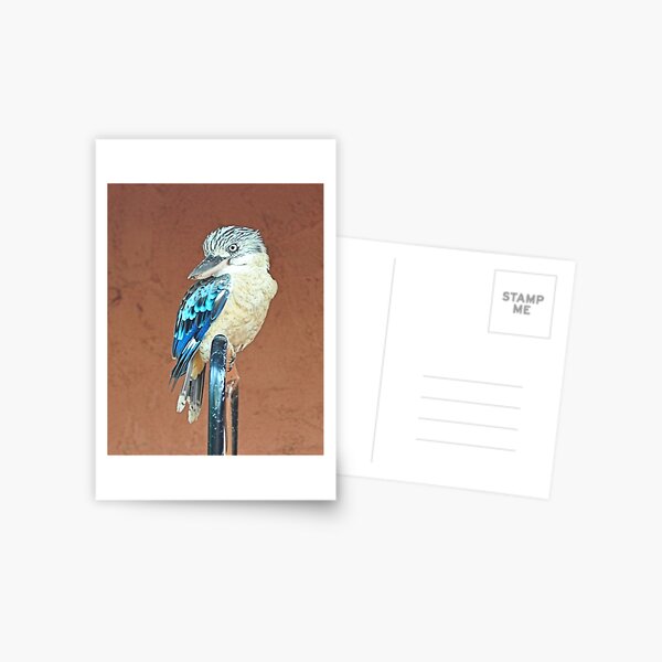 Kookaburra at Nitmiluk Postcard