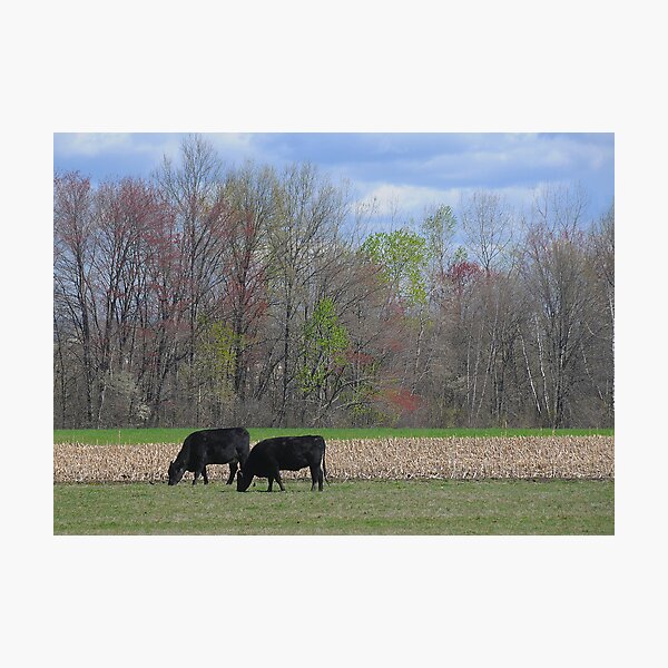 Item preview, Pastoral designed and sold by Anne Smyth.