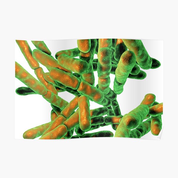 Probiotic Bacteria Bifidobacterium Poster