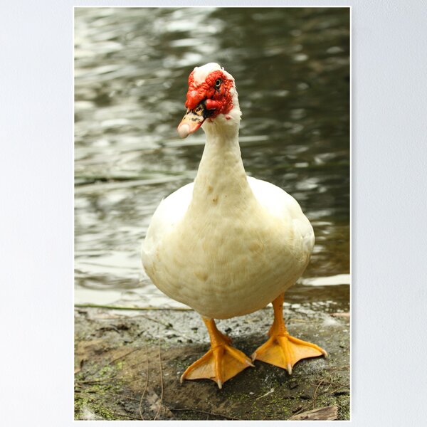 Item preview, Sorry designed and sold by Jerry Tingle - photofirst.
