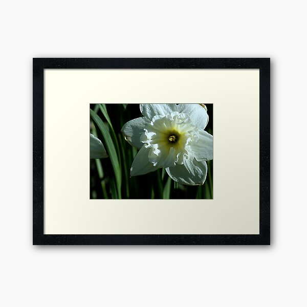 White Daffodil Framed Art Print
