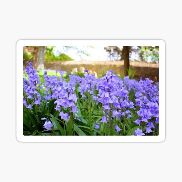 Bluebells in the woods Sticker