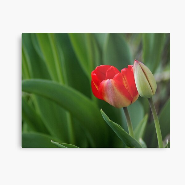 Open And Closed Metal Print