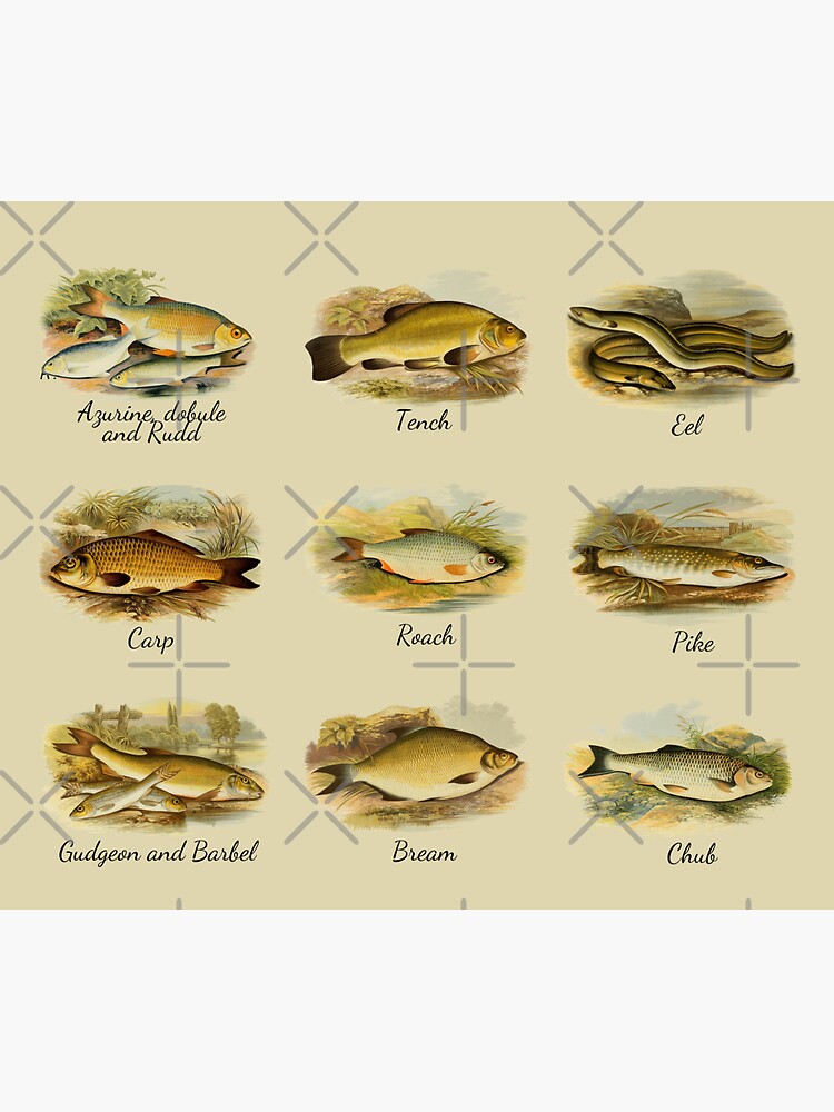 "British Freshwater fish identification ID" Sticker for Sale by