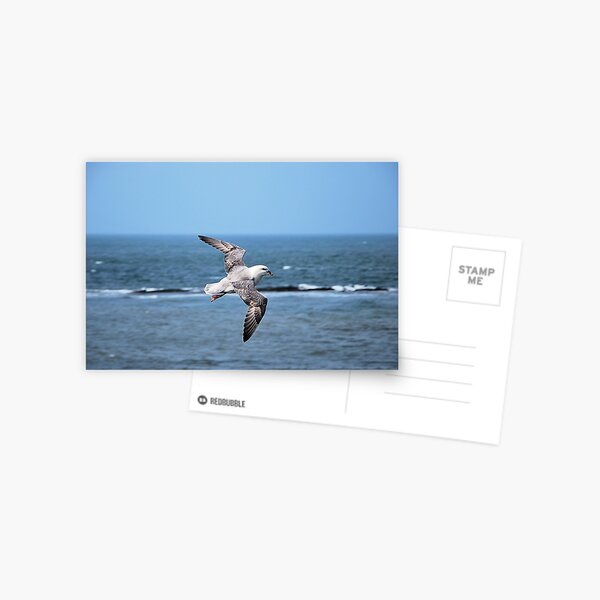 Fulmar in Flight (Fulmarus glacialis) Postcard