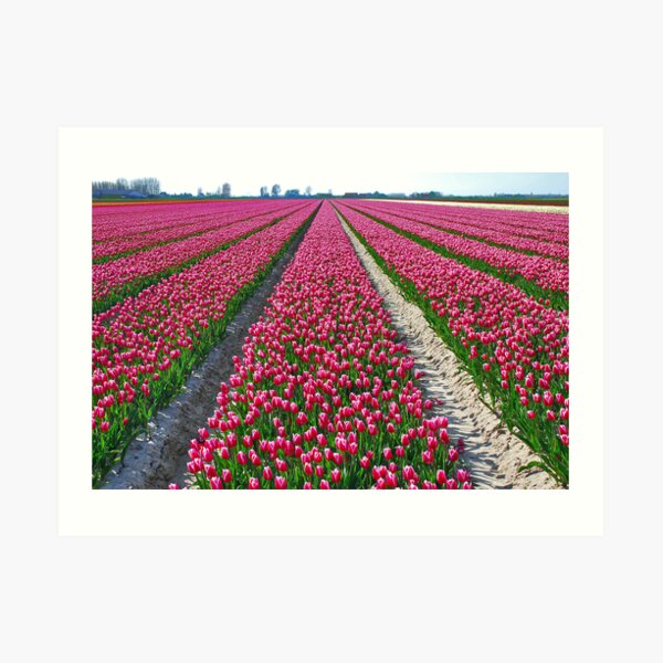 Other colors but the same flowers: Tulips.....!! Art Print