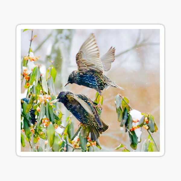 Item preview, Starlings designed and sold by slgphotography.
