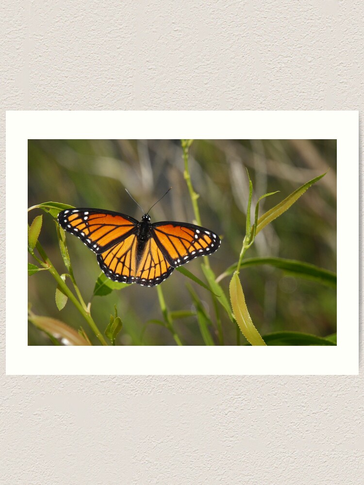 Alternate view of Viceroy Art Print