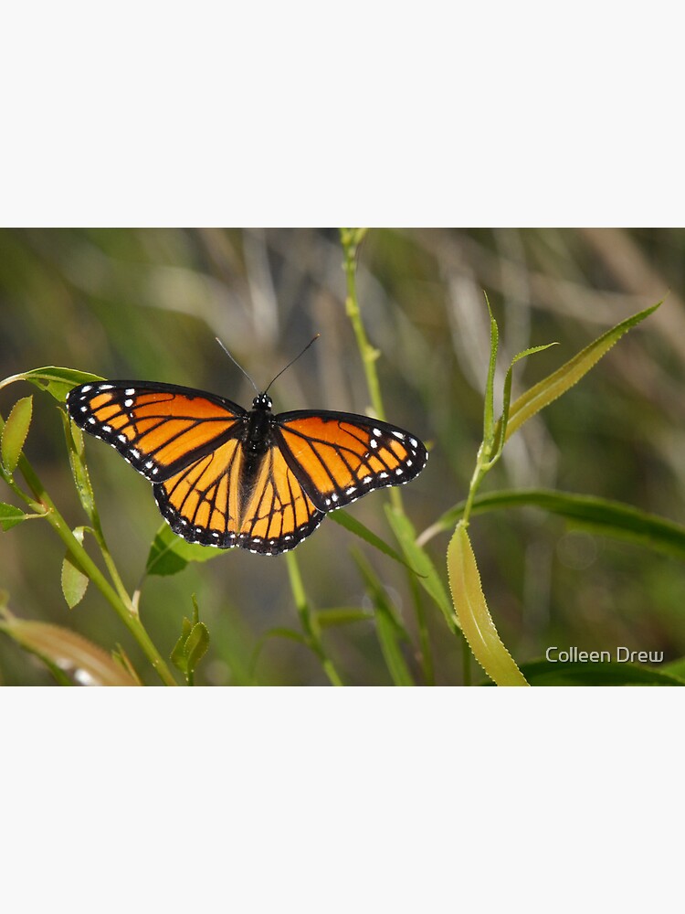 Viceroy by colgdrew