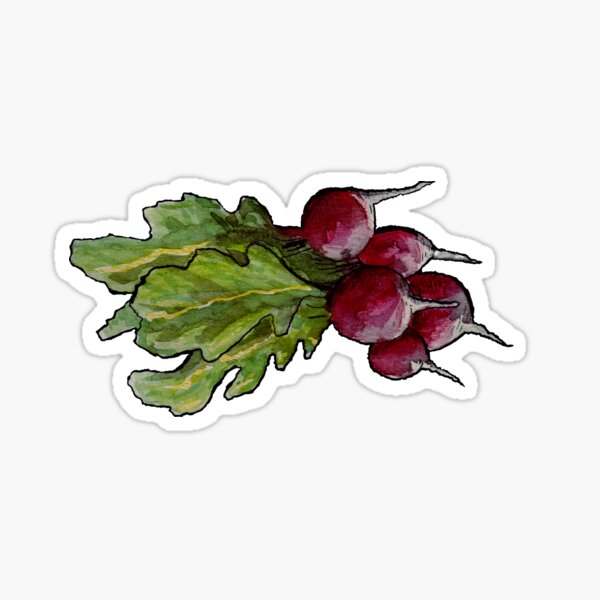 radish aquarelle Sticker
