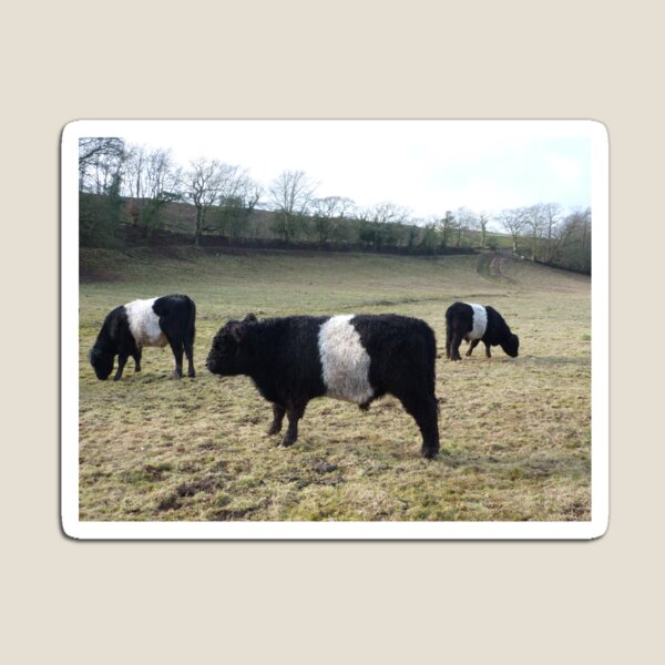 belted galloway soft toy