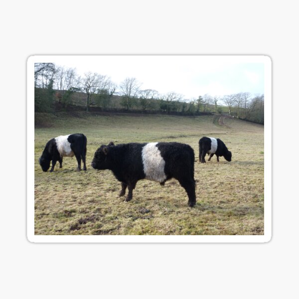 Belted Galloway Cattle Sticker