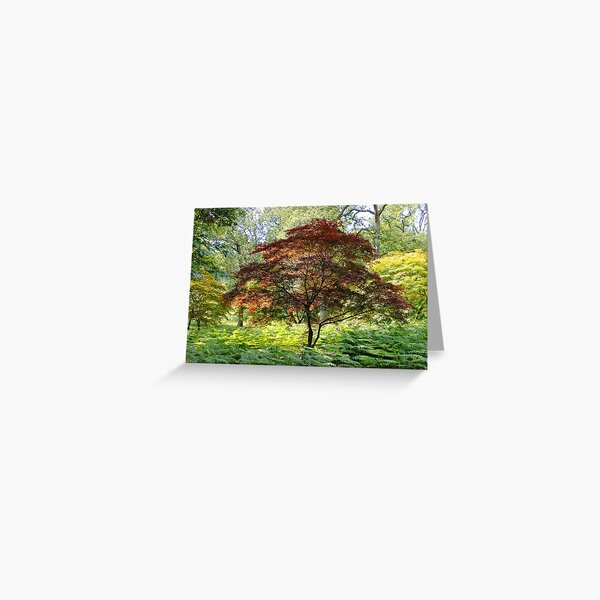 Item preview, Copper Beech Tree designed and sold by pinkal.