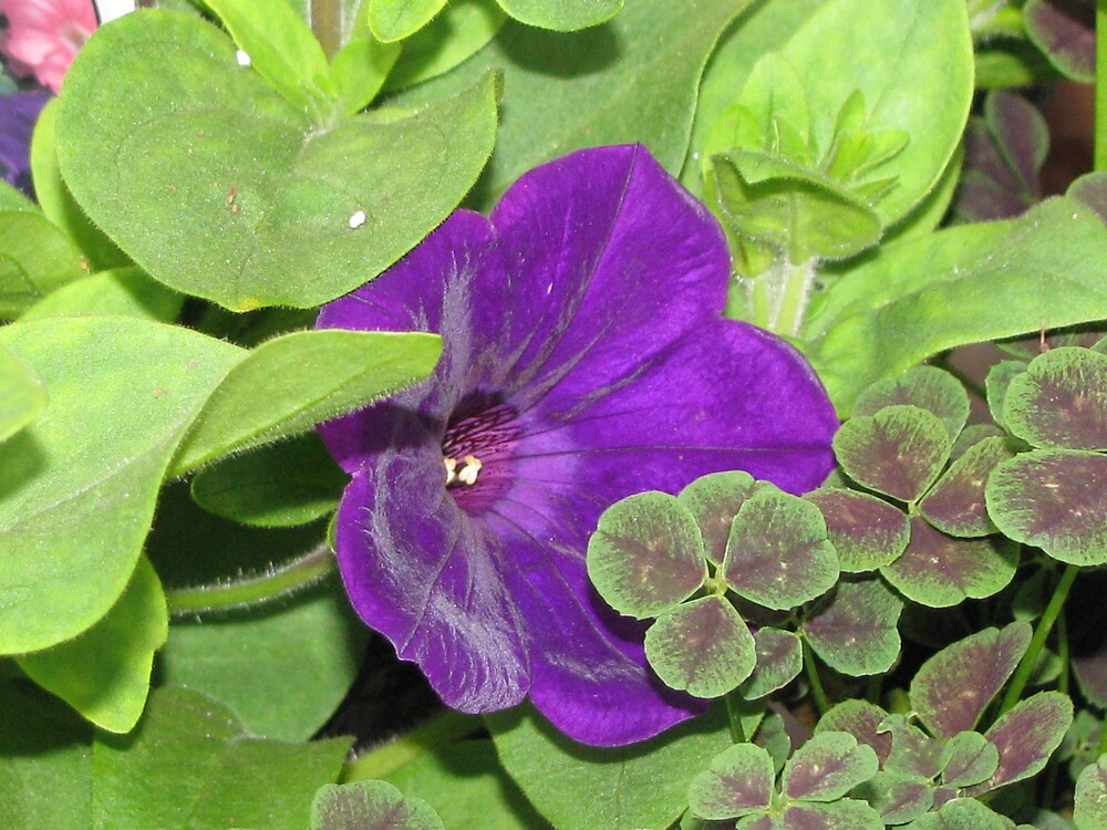 clover with purple flowers