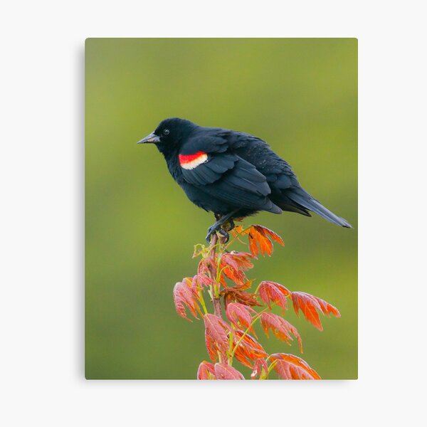 Item preview, Redwing Blackbird designed and sold by (Tallow) Dave  Van de Laar.