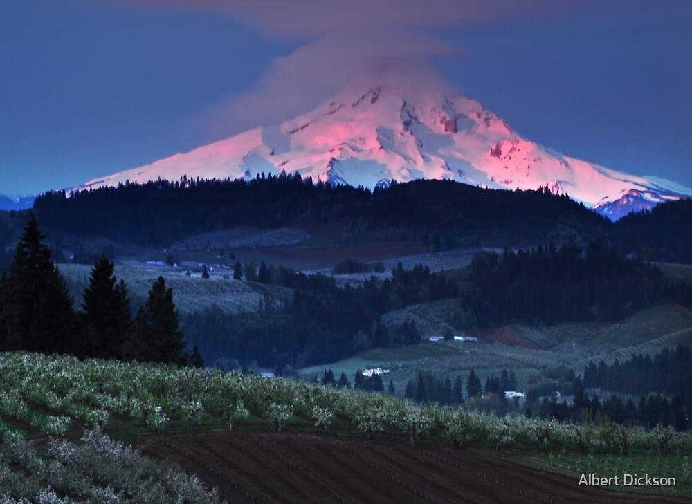 "Dawn in the Orchards, Mt. Hood, Oregon" by Albert Dickson Redbubble