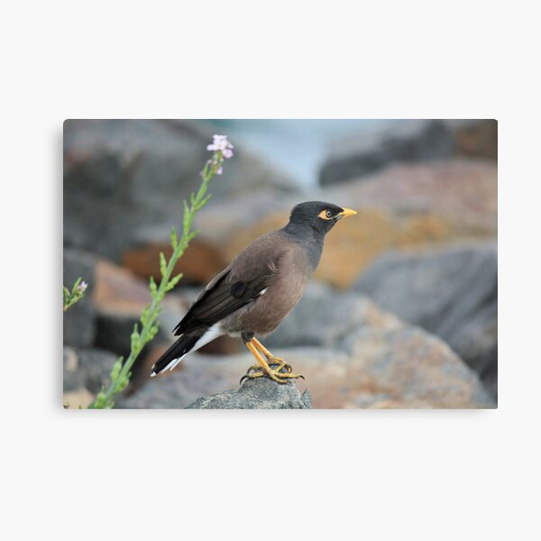 Indian Myna Bird Metal Print