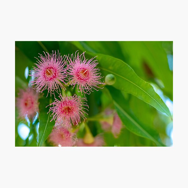 Item preview, Australian Gumnuts designed and sold by Adrian Alford Photography.