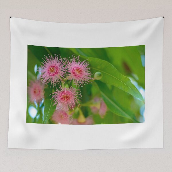 Item preview, Australian Gumnuts designed and sold by Adrian Alford Photography.