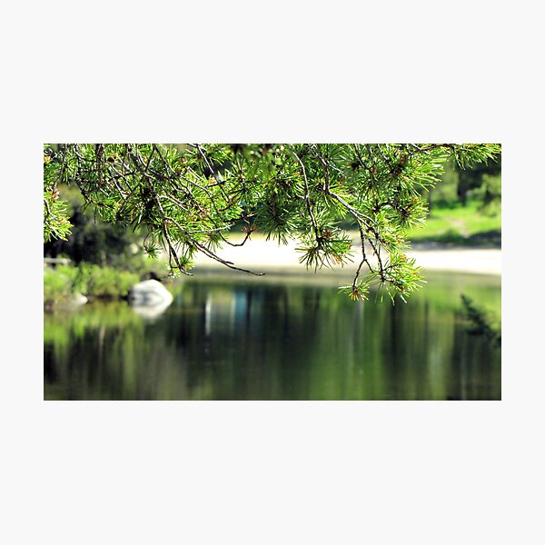 Item preview, PRISTINE  PINES  designed and sold by Marie  Morrison.