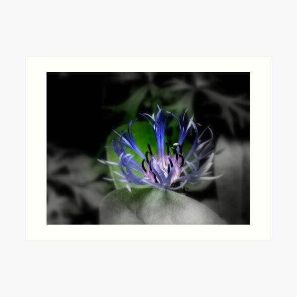 Bizarre Art Print