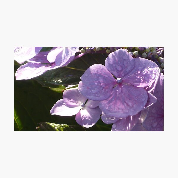 As well Photographic Print
