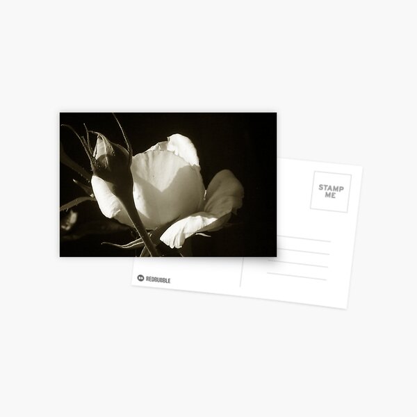 Limited edition Postcard