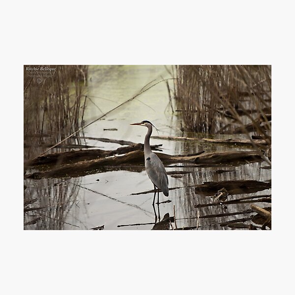 Item preview, Great Blue Heron designed and sold by Ritchie Belleque.