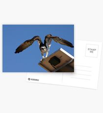 What are you doing Postcards