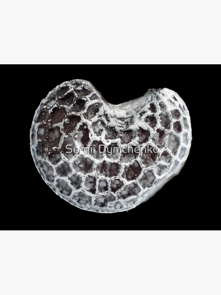 "Poppy seed under the microscope" Sticker for Sale by sdymchenko