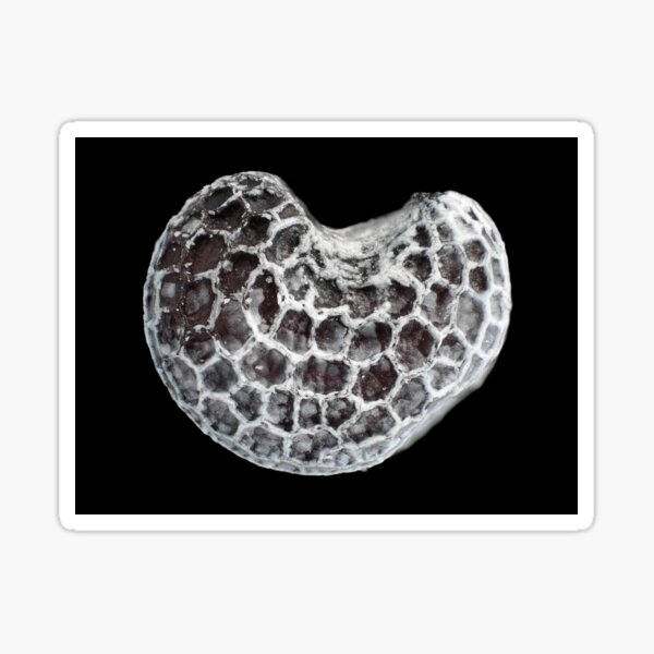 Poppy seed under the microscope Sticker