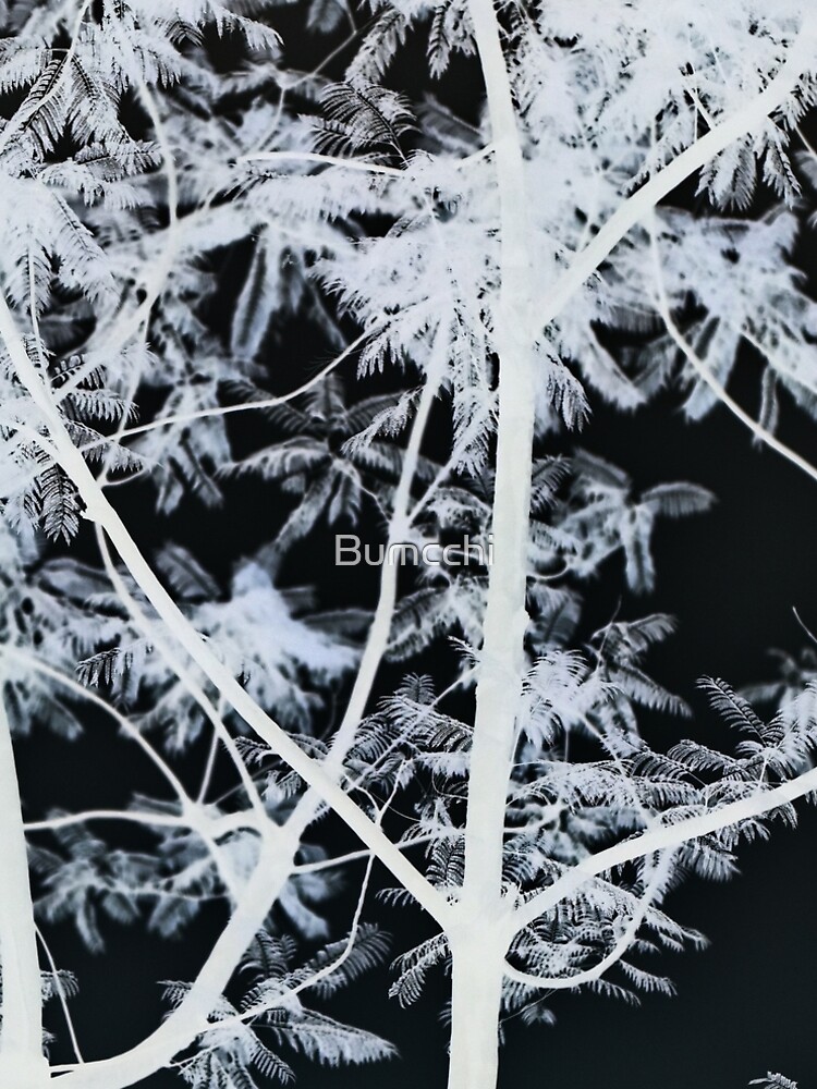 Black & White Forest - Photograph by Bumcchi