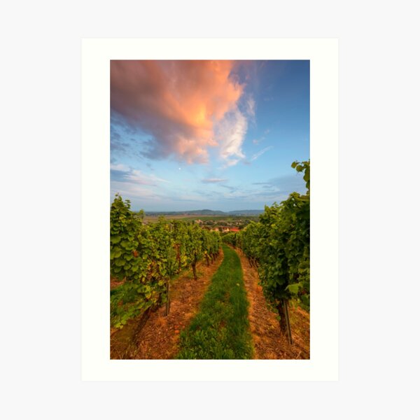 Dans le vignoble de Wangen Impression artistique