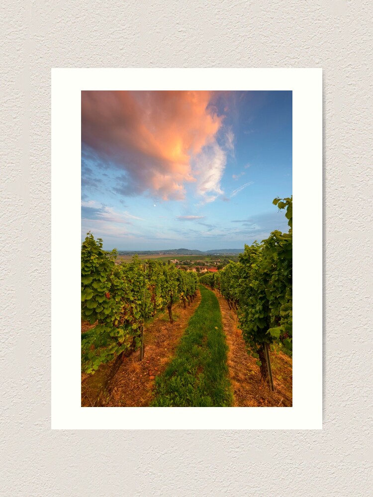 Impression artistique ''Dans le vignoble de Wangen' : autre vue