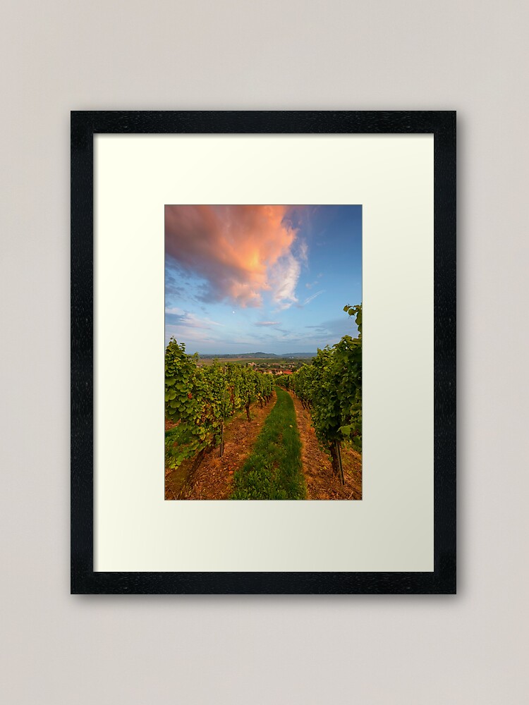 Impression encadrée ''Dans le vignoble de Wangen' : autre vue