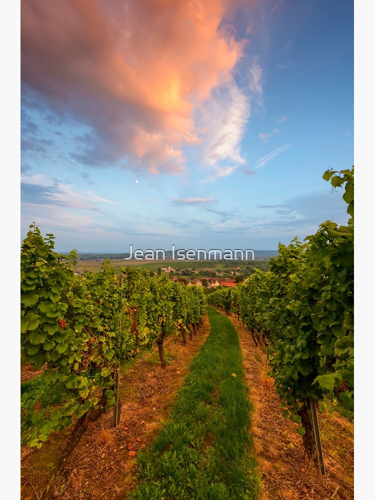 « Dans le vignoble de Wangen » par Isenmann