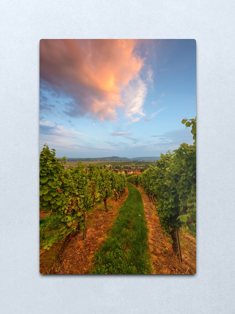 Impression métallique ''Dans le vignoble de Wangen' : autre vue