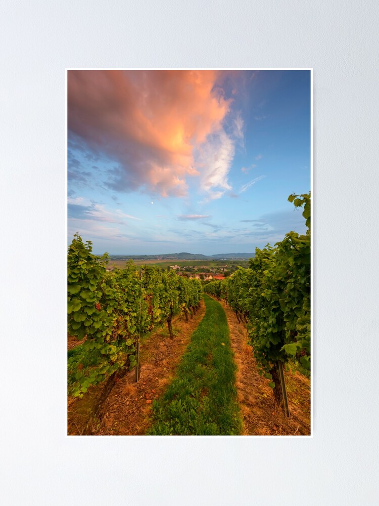 Poster ''Dans le vignoble de Wangen' : autre vue