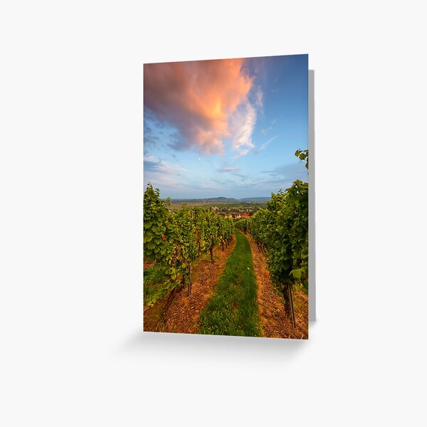 Dans le vignoble de Wangen Carte de vœux