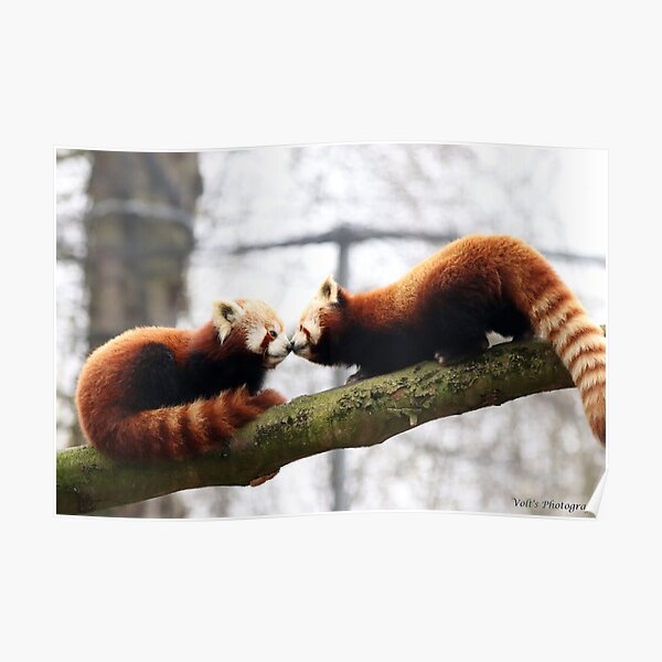 Amour de petit panda Poster