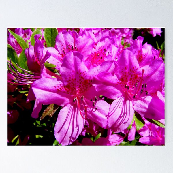 Item preview, Pink Azaleas designed and sold by barnsis.