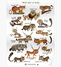 Wild Cats of India Poster