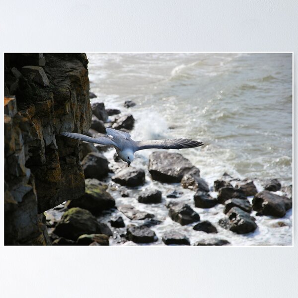 Item preview, Fulmar (Fulmarus glacialis)  designed and sold by Lindamell.
