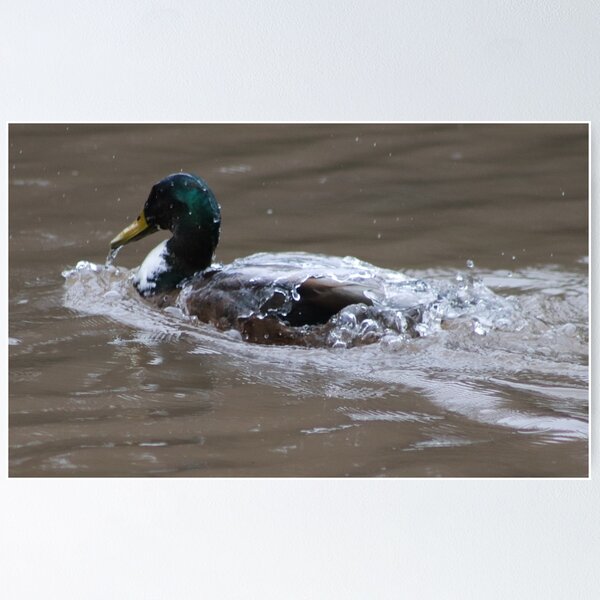 Item preview, Daffy the duck designed and sold by Digitaldegs.