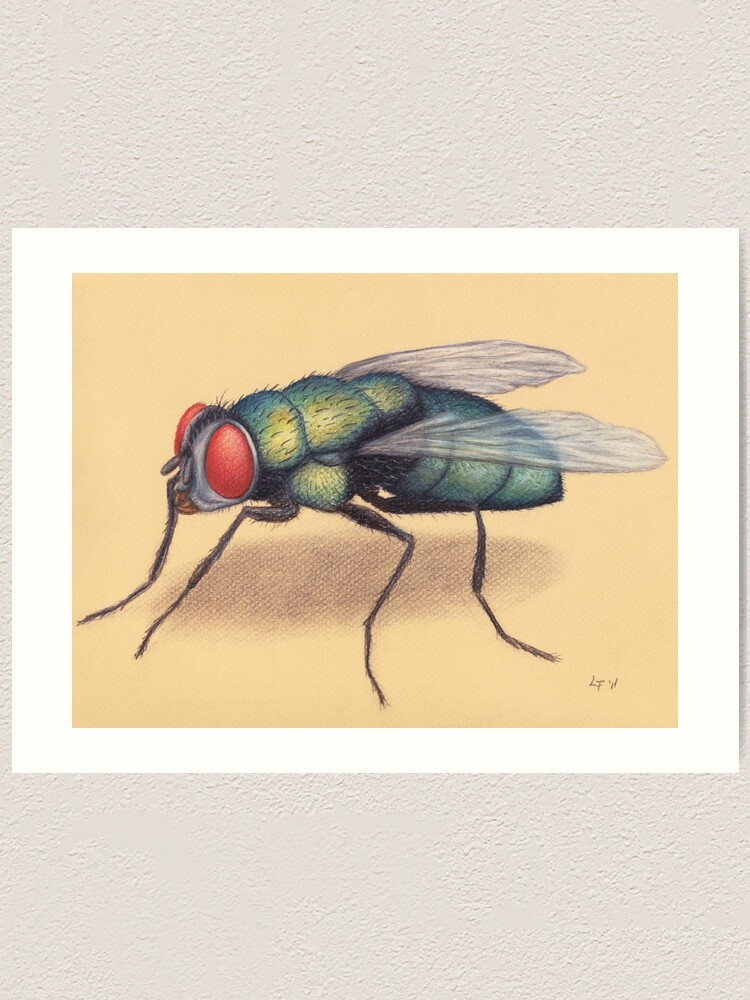"The Fly" Art Print for Sale by LFurtwaengler | Redbubble