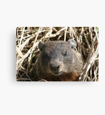 You still here! Canvas Print