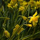 «Narciso luz de las estrellas» de Marilyn Cornwell