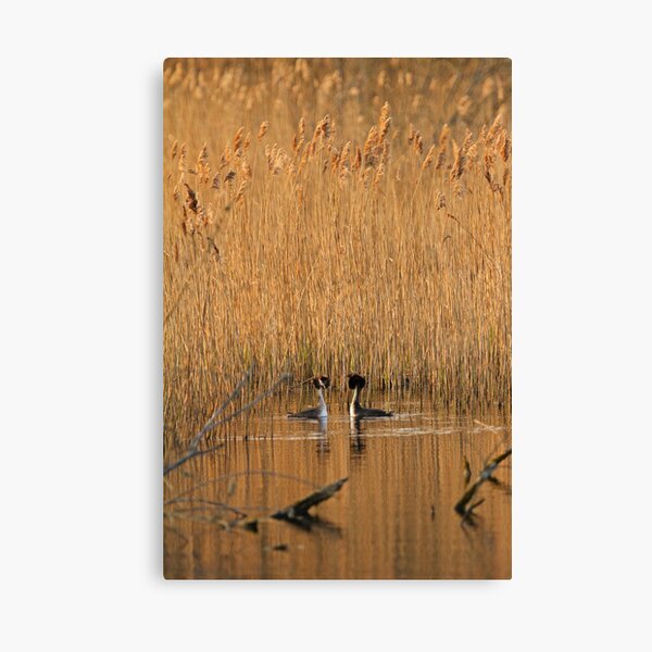 Great Crested Grebe Courtship Evening Light Canvas Print