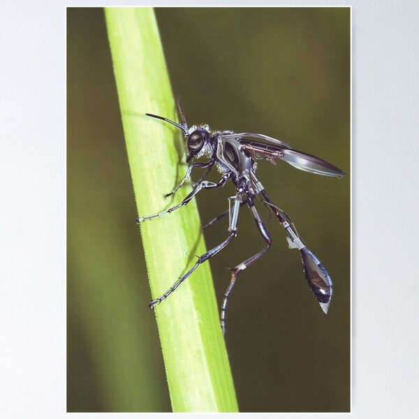 Item preview, "Iron Wasp-Botz......" designed and sold by atomikboy.
