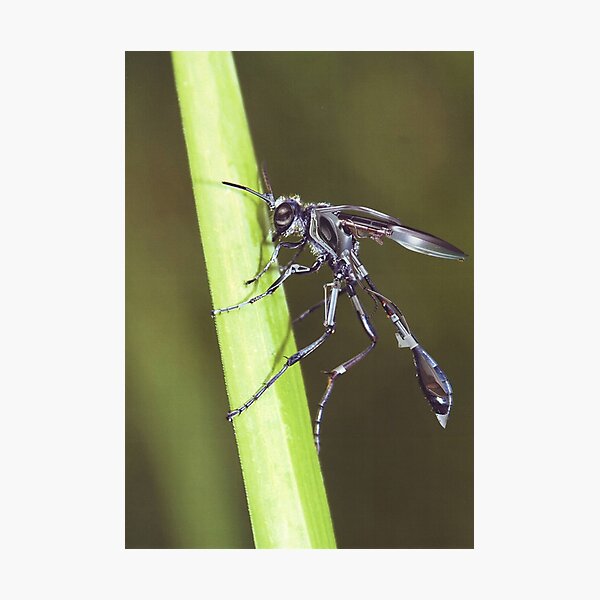 Artikelvorschau, "Iron Wasp-Botz......" entworfen und verkauft von atomikboy.